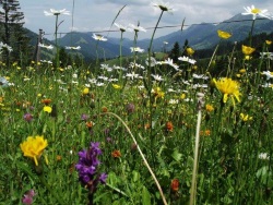 Sommer